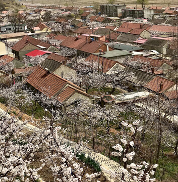 杏花盛开的村庄
