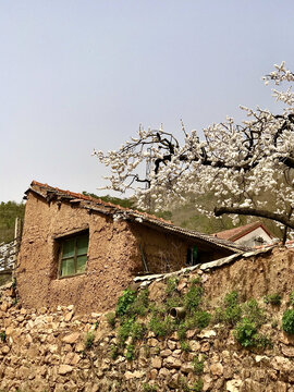 泥房杏花土墙近景