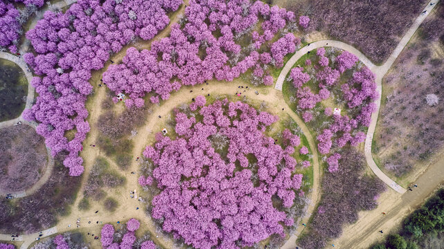 航拍春天粉红色的梅花