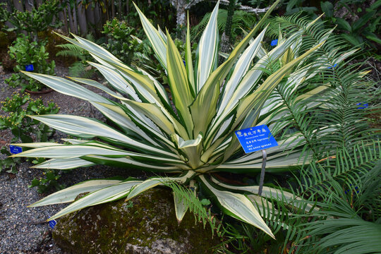 中科院西双版纳热带植物园