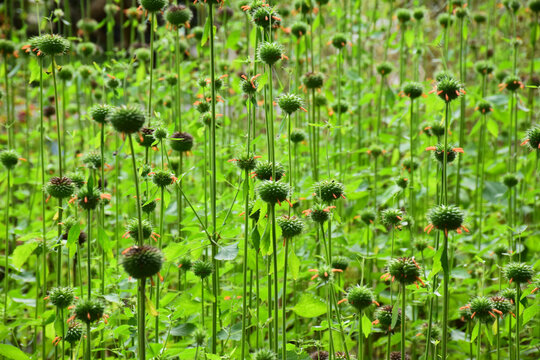 中科院西双版纳热带植物园