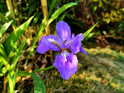 鸢尾花