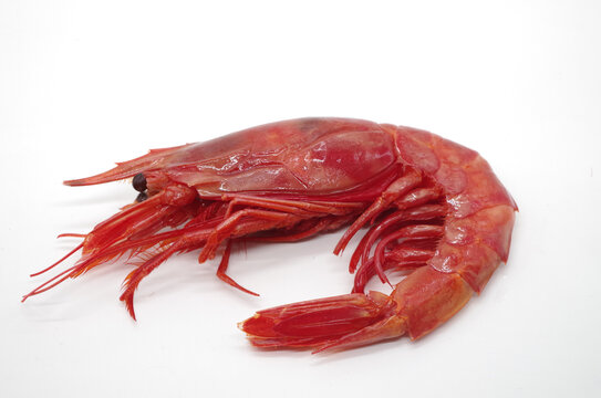 莫桑比克绯红虾