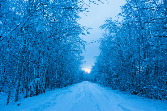冬天傍晚森林道路