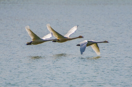 掠过湖面的白天鹅
