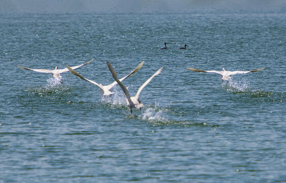 水面起飞的白天鹅