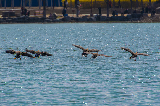 一群降落湖面的鸿雁