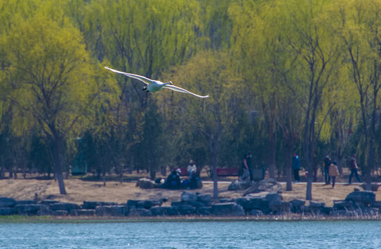 一只湖面飞翔的白天鹅