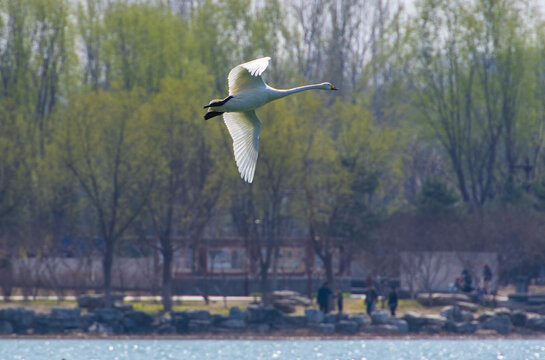 一只湖面飞翔的白天鹅