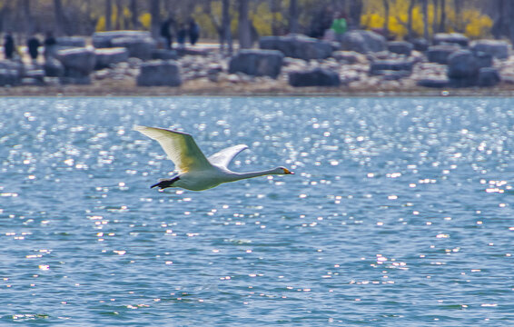 一只水面飞行的白天鹅