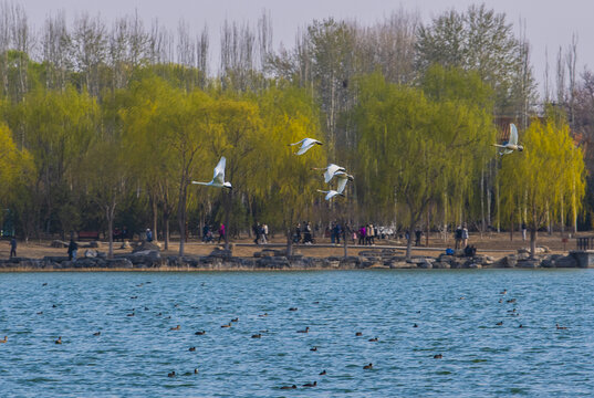 一群湖面飞行的白天鹅