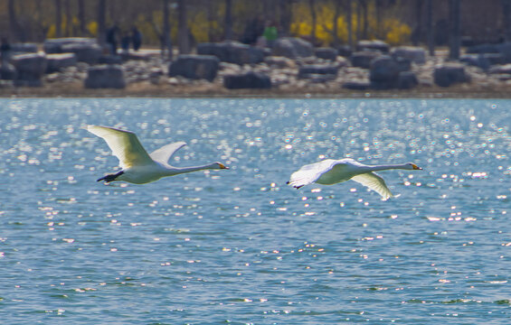 两只水面飞翔的白天鹅