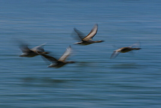 一群水面飞行的鸿雁