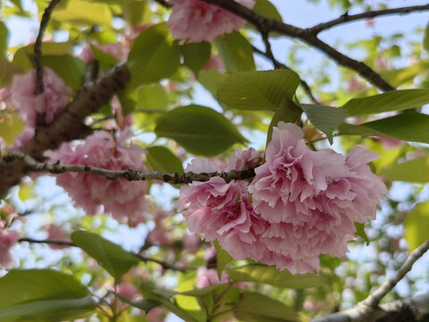 重瓣樱花日本晚樱