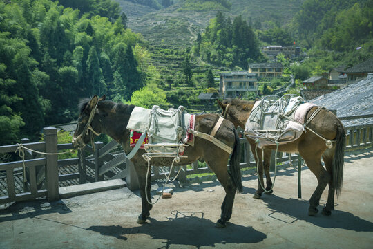 丽水云和坑根古村响马