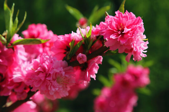 鲜花高清大图唯美山花