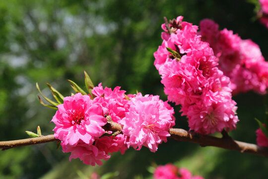 鲜花高清大图唯美山花