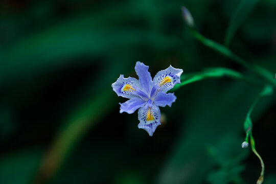 春天的花朵