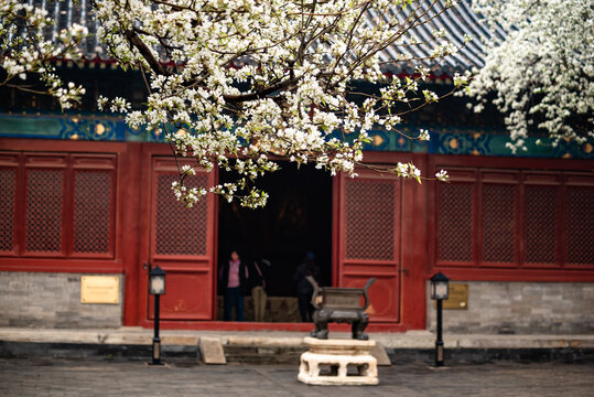 北京智化寺古梨花绽放