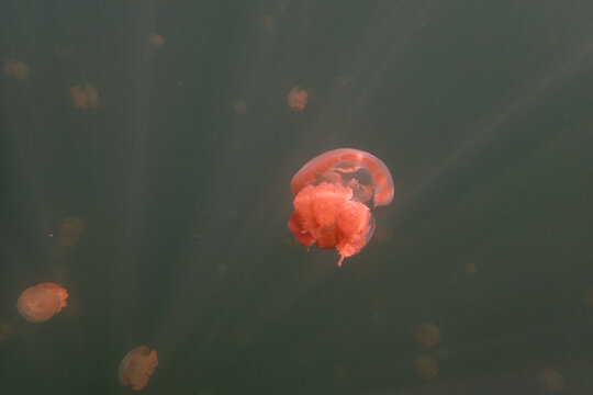 阳光透射下的海洋水母