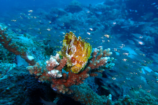 海底软体生物透明鱼