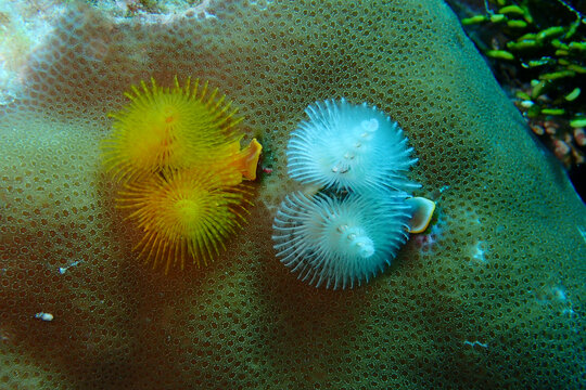 高清软体特写生物