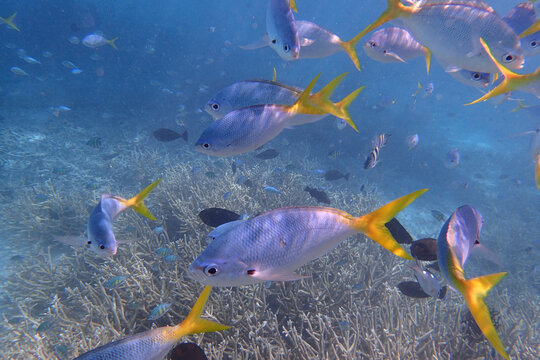 马尔代夫高清海下五彩鱼群