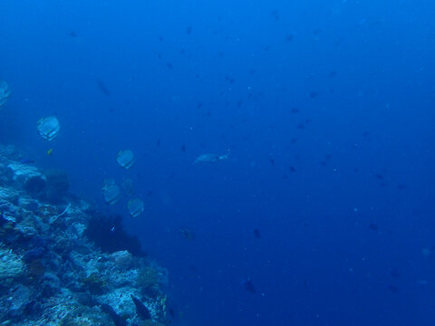 蓝色海底海洋