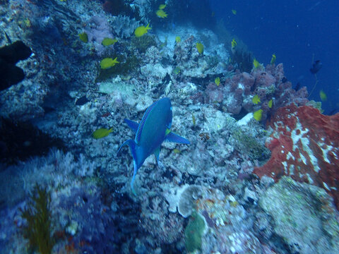 珊瑚海底蓝色鱼群