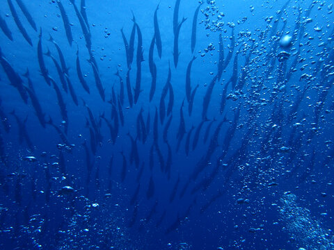 海底鱼群世界