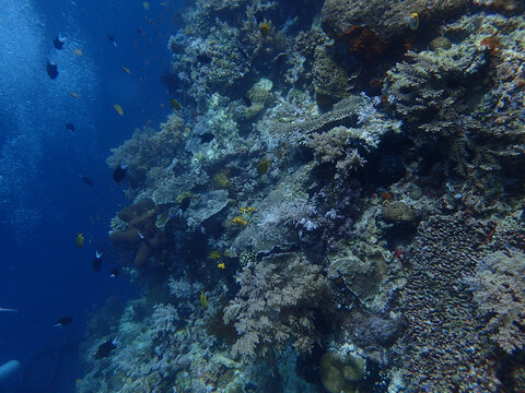 海底珊瑚岩石