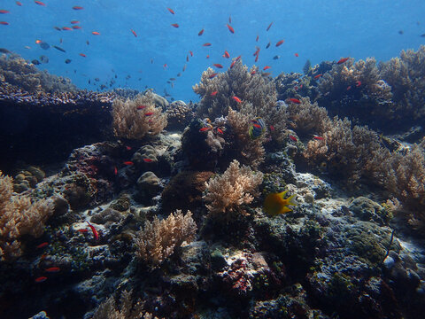 海洋珊瑚鱼群