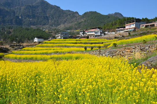 油菜花开