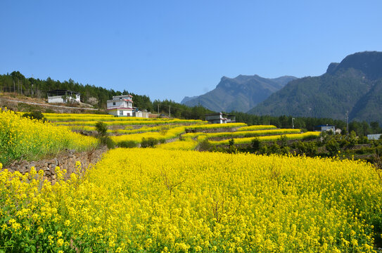 油菜花开