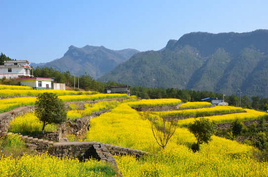 油菜花开