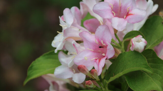 白粉色海仙花花朵群和昆虫