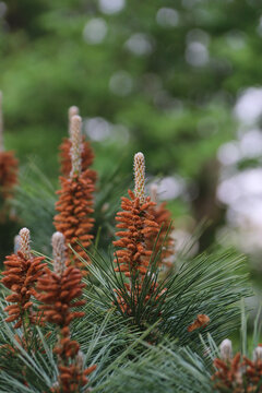 松针松果特写植物