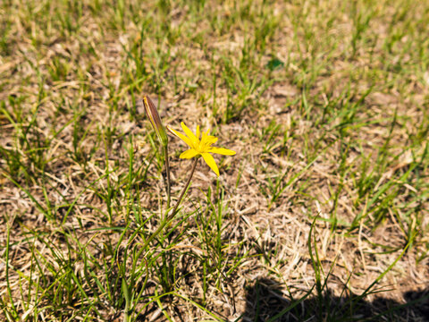 野生黄花菜