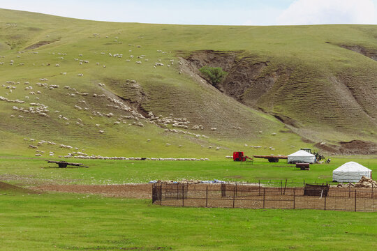 草原牧场蒙古包羊群