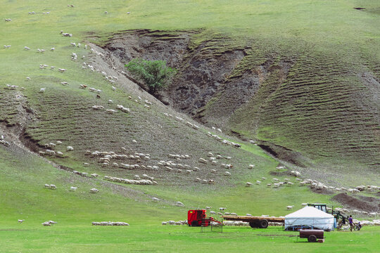 夏季蒙古包草原羊群