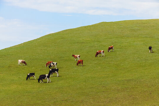 草原山坡牛群吃草