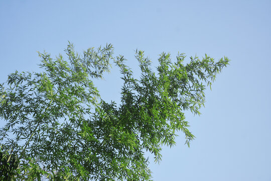 竹子与天空