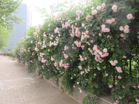 蔷薇花走廊