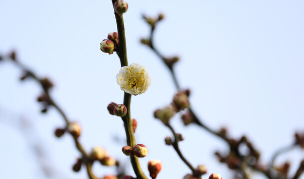 春暖花开