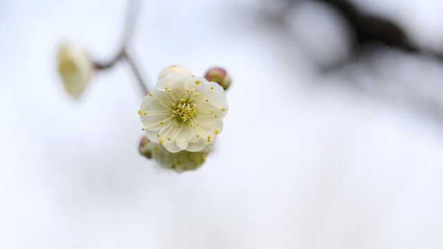 春暖花开