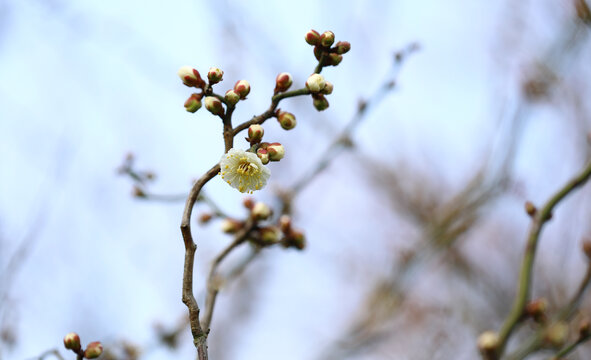 春暖花开