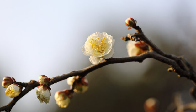 春暖花开