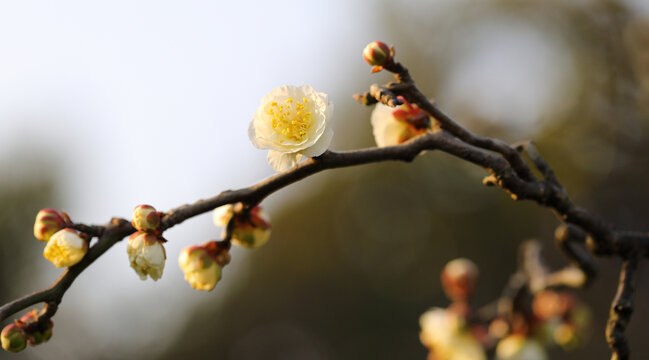 春暖花开