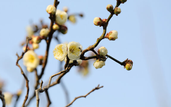 春暖花开