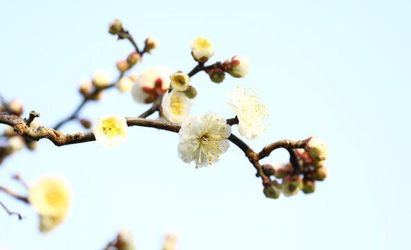 春暖花开